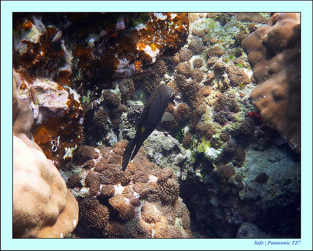2011 - 03 - Koh Rok 06
